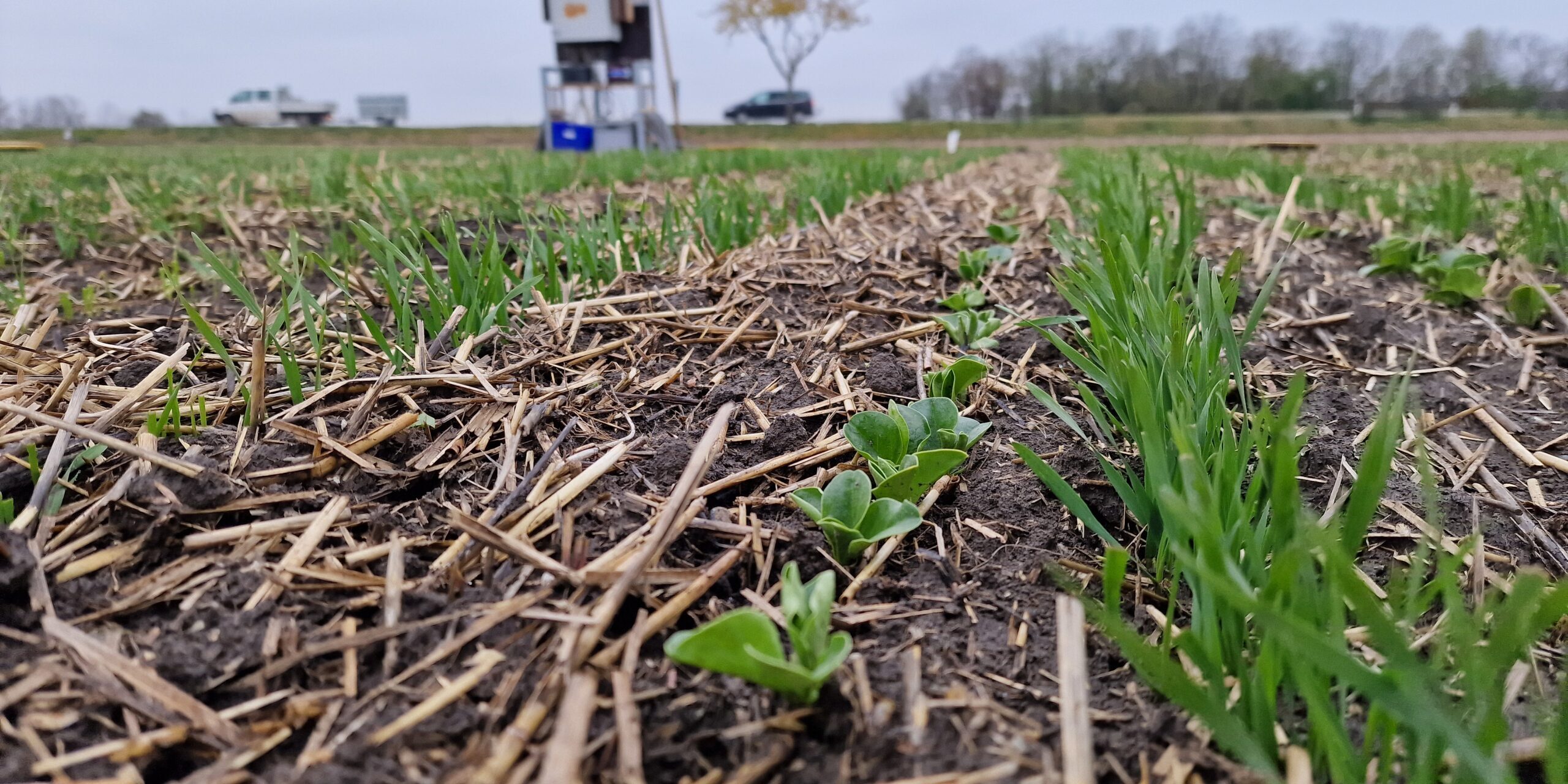 Winterweizen in Begleitsaat mit Winterackerbohne im November 2023